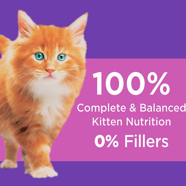 Kitten Dry Cat Food Chicken 667b534c7b98d